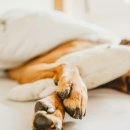 스타동물병원 이미지