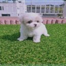 천사 애견 이미지