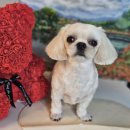 오락반장요미 이미지