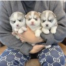 폼스키 | 의정부강아지분양 폼스키 에너지 폭발 가족