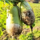 제주아방 이미지