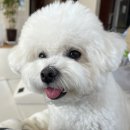 견공작소 | 비숑 3살 강아지 육아팁 (분리불안 해결,카시트,미용 주기,강아지 육아템 추천)