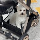 [오이스터3절충형유모차] 신생아부터 사용한 유모차 내돈내산 후기뿅