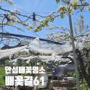 배꽃가게 | 안성 배꽃 카페 후기｜4월에 꼭 가봐야 할 안성 핫플 배꽃길61