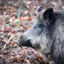 멧돼지집 이미지