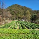 소리산마을 | 양평 소리산마을 김장체험