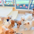 솔솔애견유치원 이미지