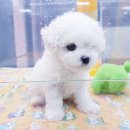 더독스 미니 이미지