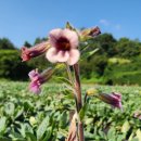 완도20호 이미지