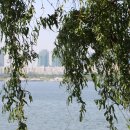 곱슬곱슬 이미지