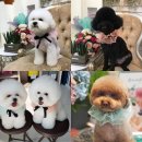 도그 블라썸 이미지