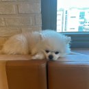 신당애견프라자
