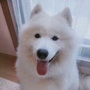 케이툰