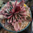 에스크린 이미지