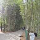 대구 겹벚꽃 핫플 월곡역사공원 주차, 개화상태