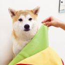 댕스널컬러 네이버블로그