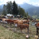 소들의 천국 이미지