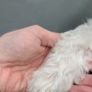 강남애니펫샵 이미지