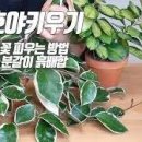 호야