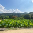 호암미술관 이미지