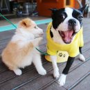 가평파인힐펜션 이미지