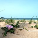 해파랑길 4코스 이미지