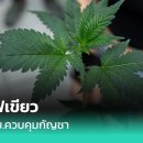 태국 정부가 대마 규제 법안 승인, 의료 목적으로 한정 이미지
