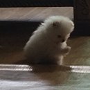 젤리댕댕이 이미지