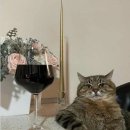 러브팬다 이미지