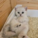 강남 고양이 분양 냥블리 이미지