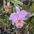 Cattleya trianaei concolor 'Orion ' 이미지