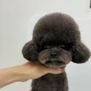 피카소 동물병원 미용 이미지