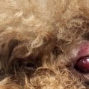 힙독 애견카페 이미지