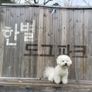 한별 도그파크 이미지