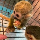 [아이니테마파크]아기다람쥐 원숭이 체험하러 놀러오세요 이미지
