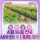 1. 신안군 섬튤립축제, 2. 신안군 보라해 댄스 페스티벌, 3. 신안군 전국새우란축제 이미지