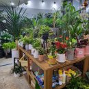 새한농원 | 내돈내산 개업식화분 선물 신내 꽃집 한아름농원