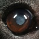 강아지이야기 이미지