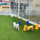 랄라 강아지 놀이방&호텔 | 창원강아지카페 추천 미용 놀이방 카페까지, 멍뭉미 후기