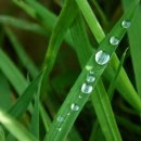 비알엠(BRM)연구소 국제건강가족동호회 | [암환자 식이요법] 암환자의 정신 안정과 맞춤식 통합요법 (암극복 연구소 BRM연구소 - 잠실)