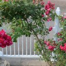 아젤리아 펜션 이미지