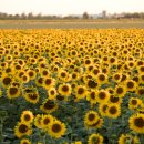 고흐와해바라기2 이미지