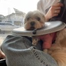 디어멍멍 이미지