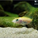 황쏘가리 이미지