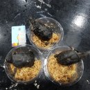 터틀즈쉘터