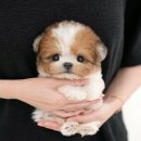 안녕강아지야 | 밀양강아지분양 다양한 후기
