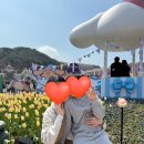 에버랜드 튤립축제, 산리오 페스티벌 평일 방문 후기