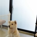 펫브릿지 김해점 이미지