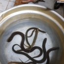 들풀농장 이미지