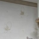 털빗다가 도망가서 안내려옴 ㅡㅡ 이미지